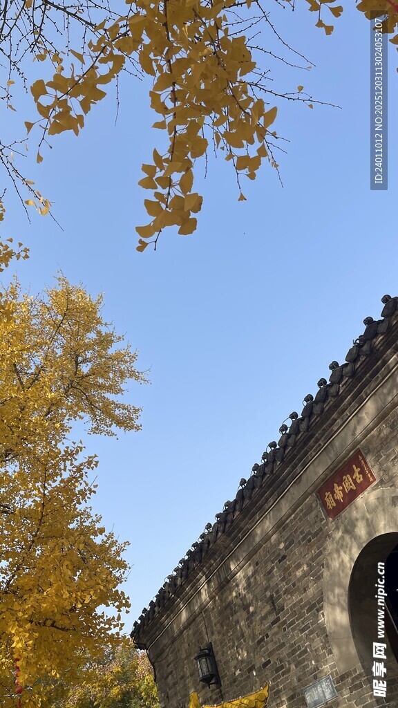 秋日古建旁的金黄树叶