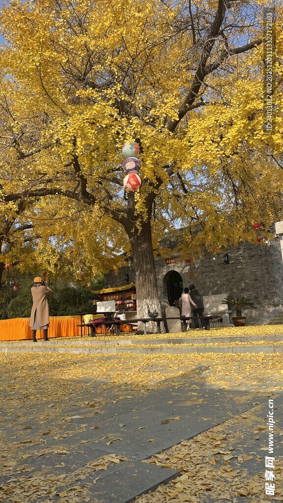 秋日树下的静谧场景