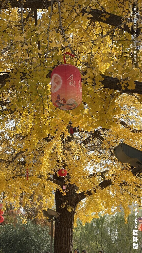 枝头红果伴黄叶