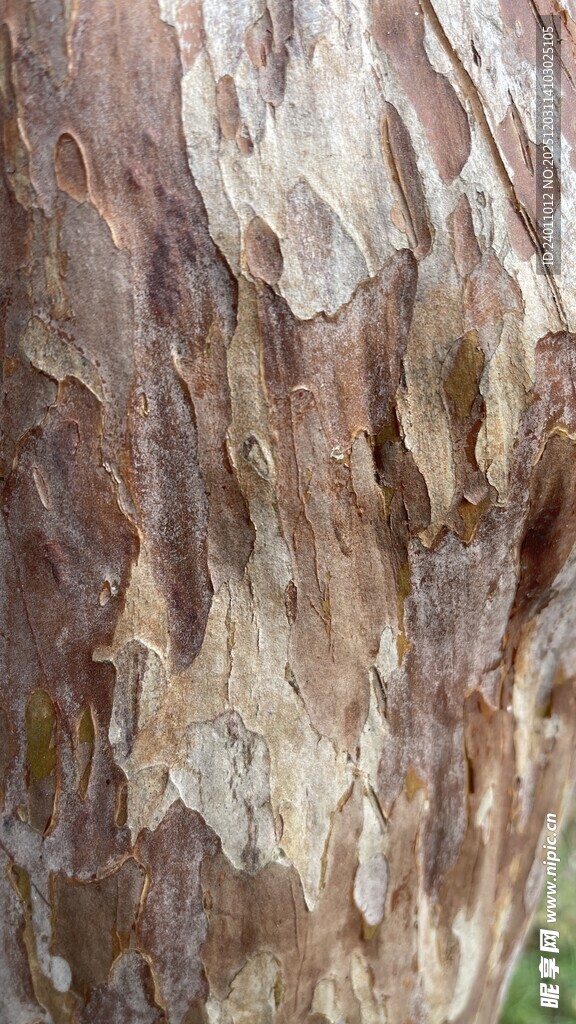 树皮纹理特写