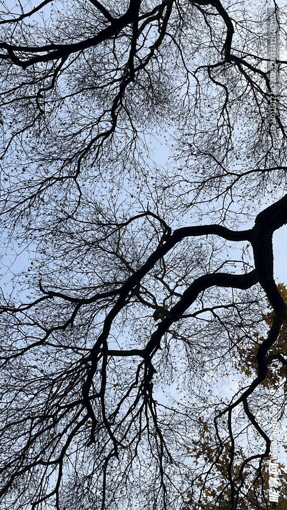 冬日光秃树枝景象