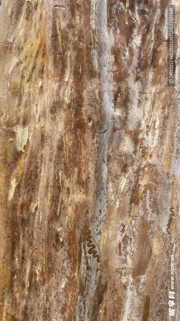 树皮纹理特写
