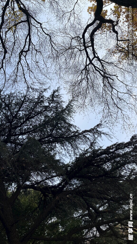 树枝交错的自然景象