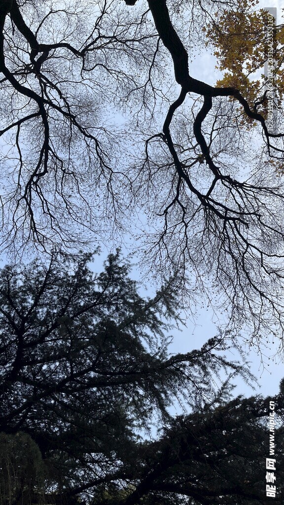 仰视树枝与天空景观