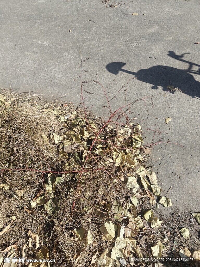 地面枯叶与人的影子
