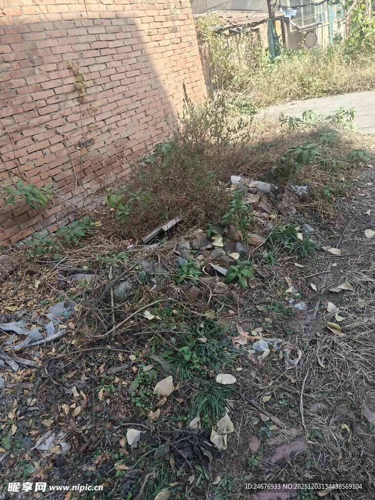 墙边杂草丛生景象