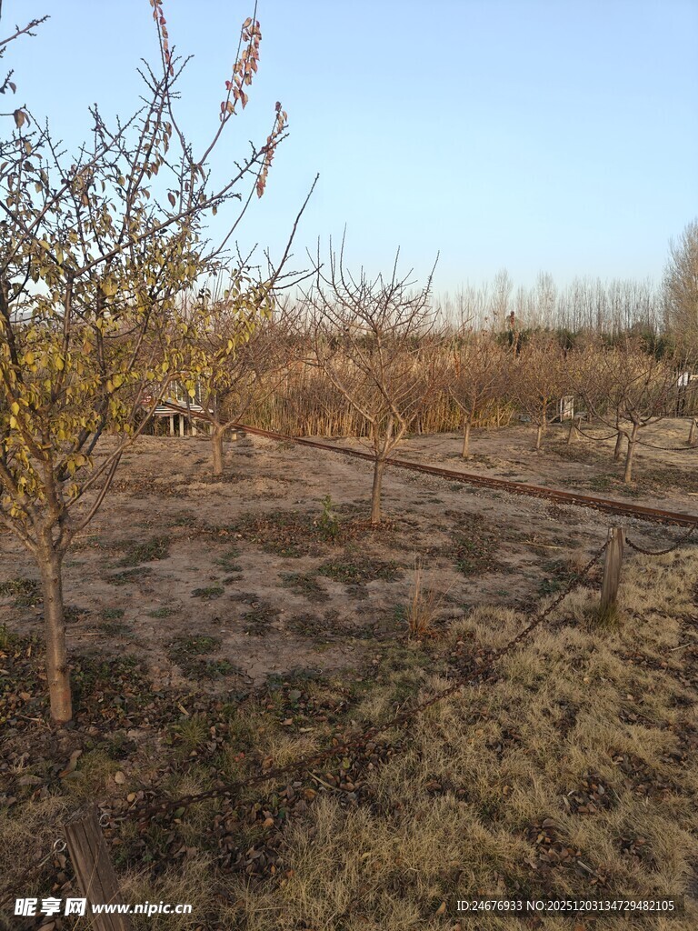 冬日空旷果园景象