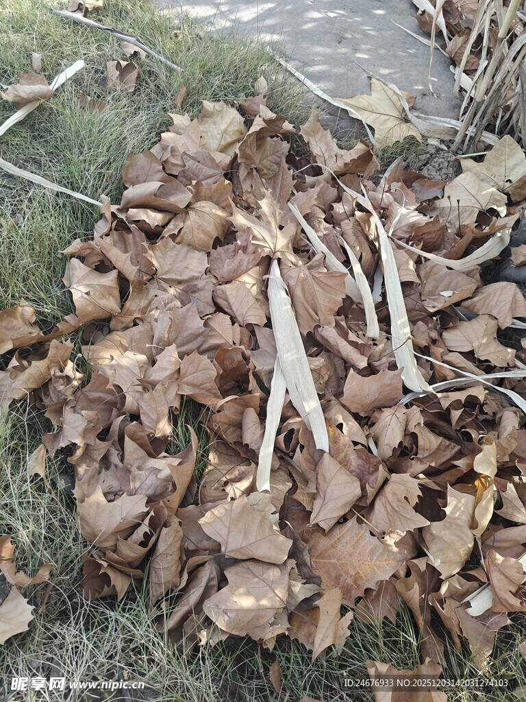 地面上的枯叶与草茎