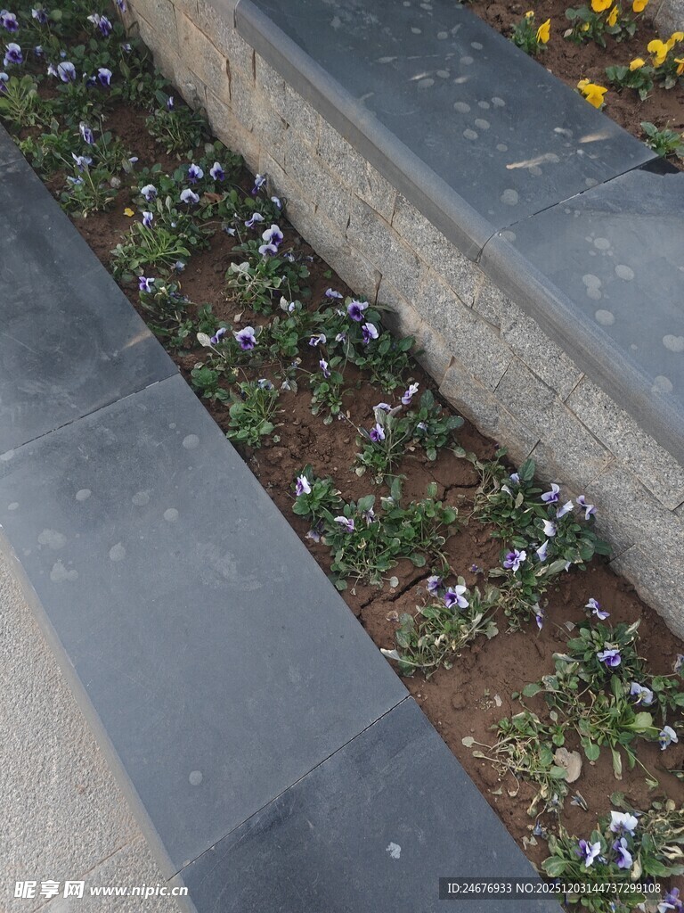 路边缝隙中生长的小花