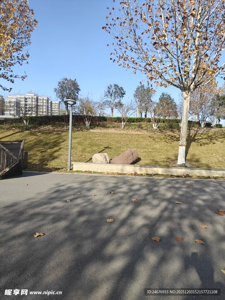 户外空旷道路旁的树木景观