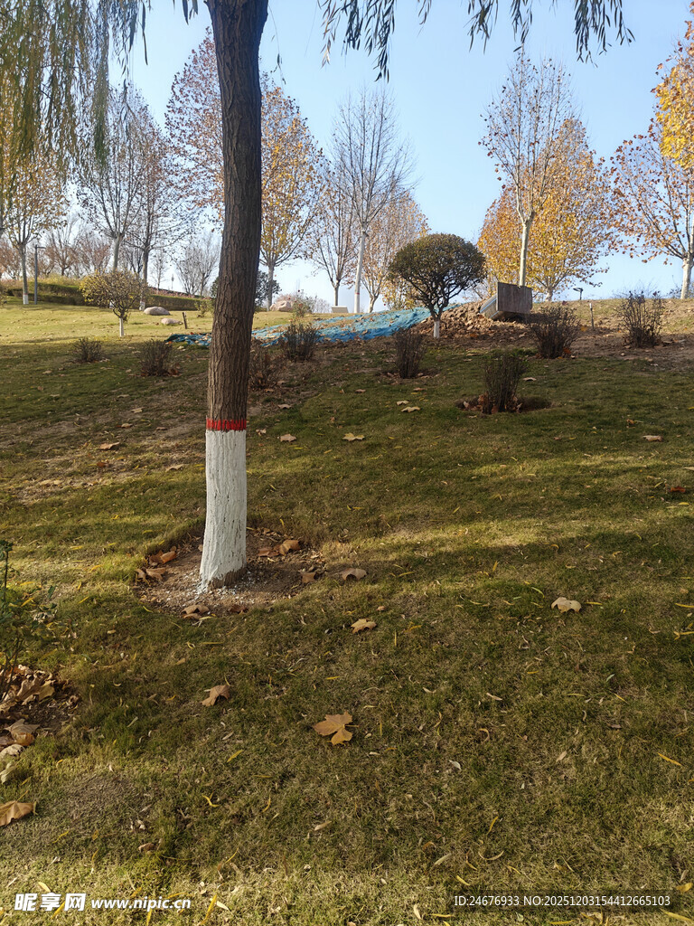 秋日公园草地树木景致