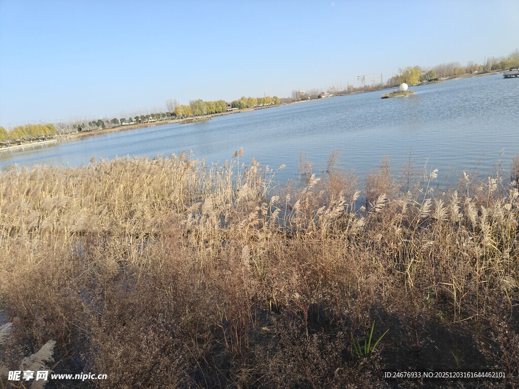 湖畔芦苇景观