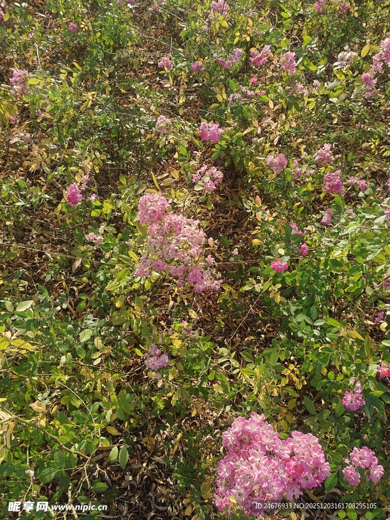 粉色花丛中的自然美景