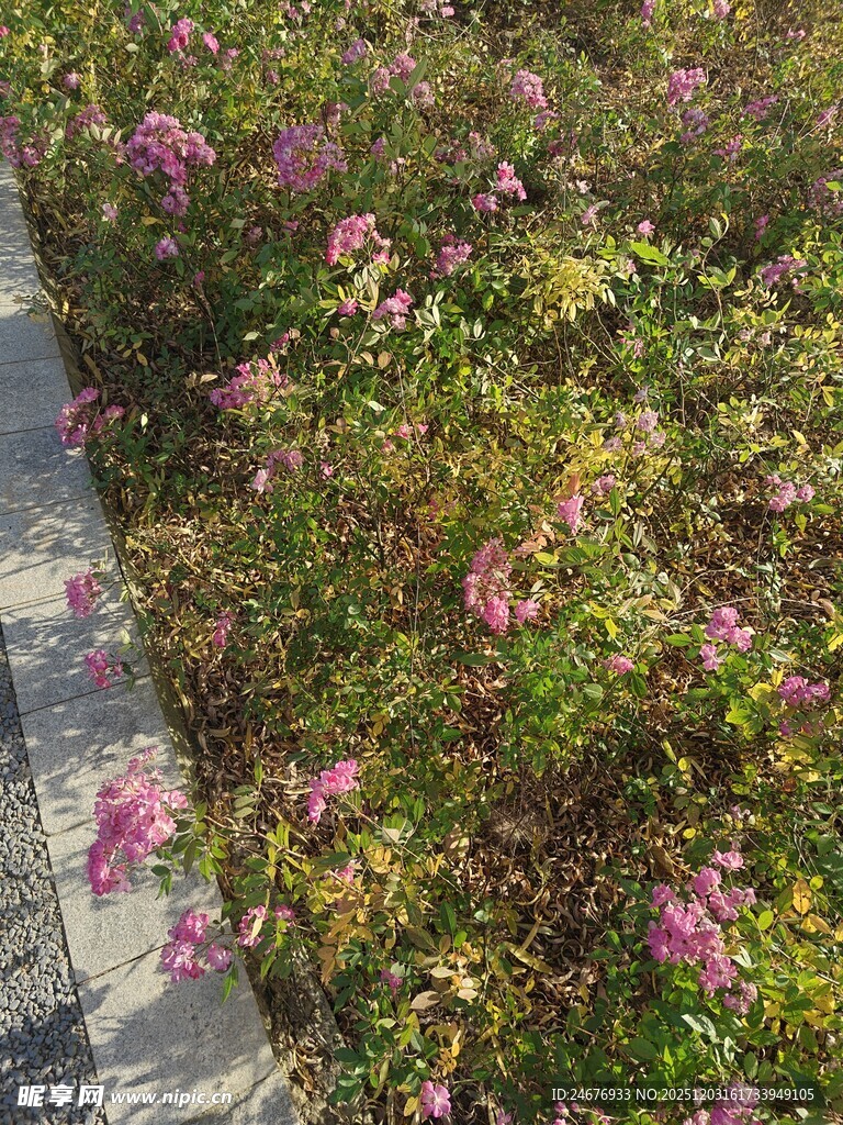 路边绽放的粉色烂漫小花