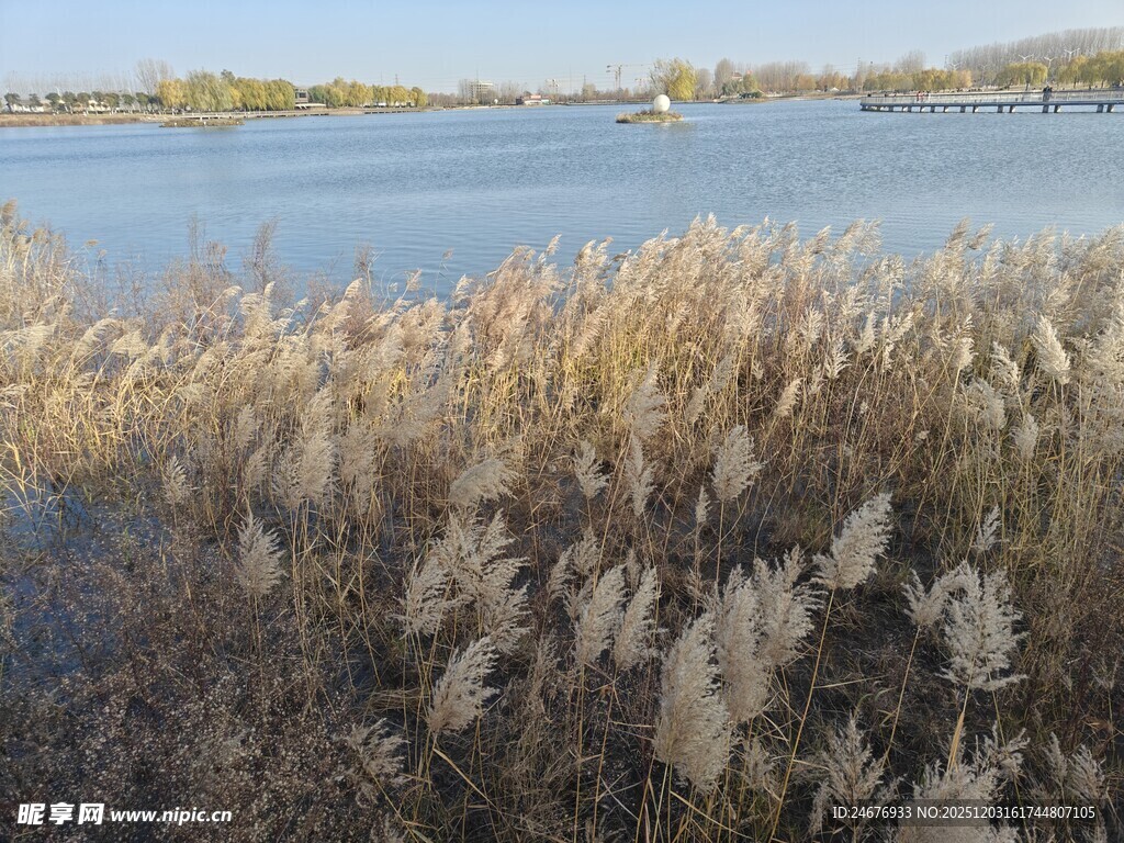 湖畔芦苇美景