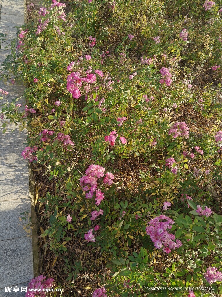 路边绽放的粉色美丽小花