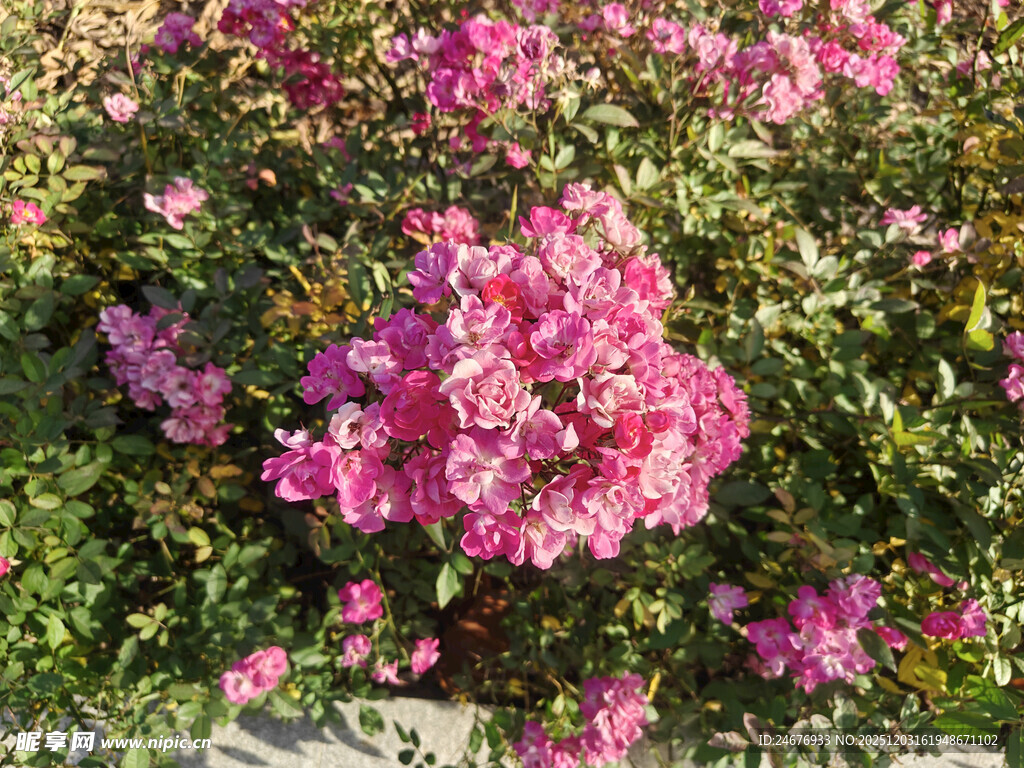 娇艳三角梅绽放