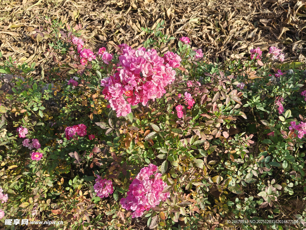 艳丽绽放的粉色花丛