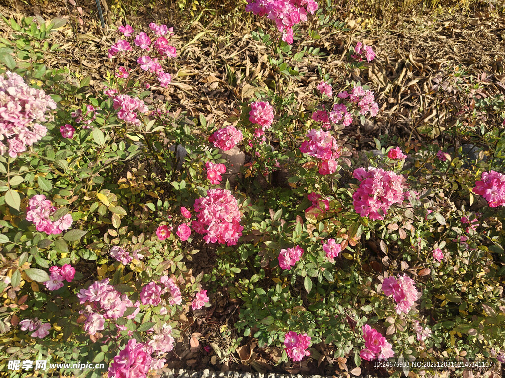 盛开的粉色花丛