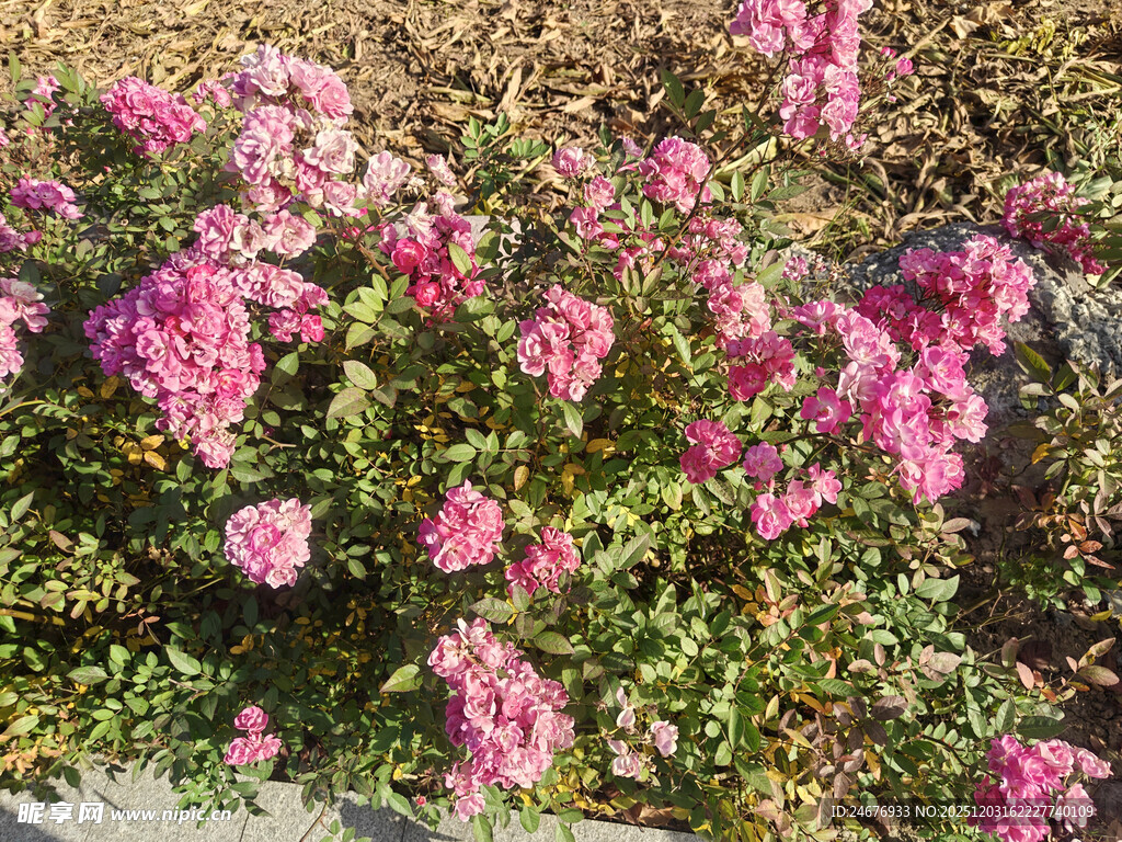 盛开的粉色花丛