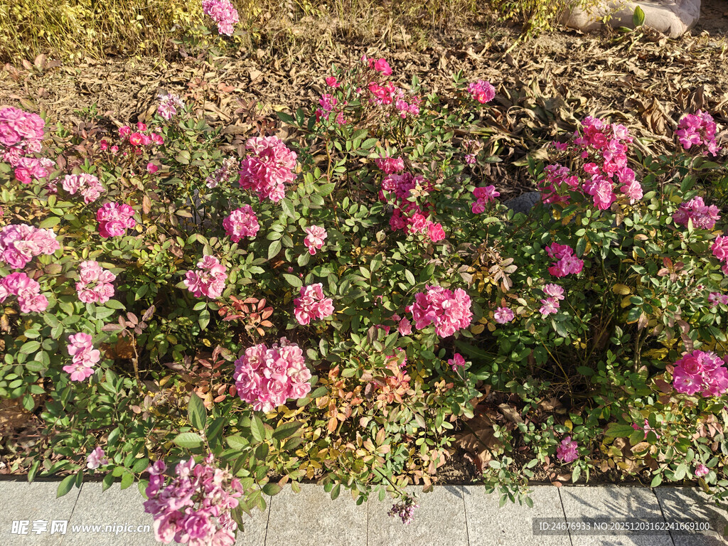 路边绽放的粉色鲜艳花朵