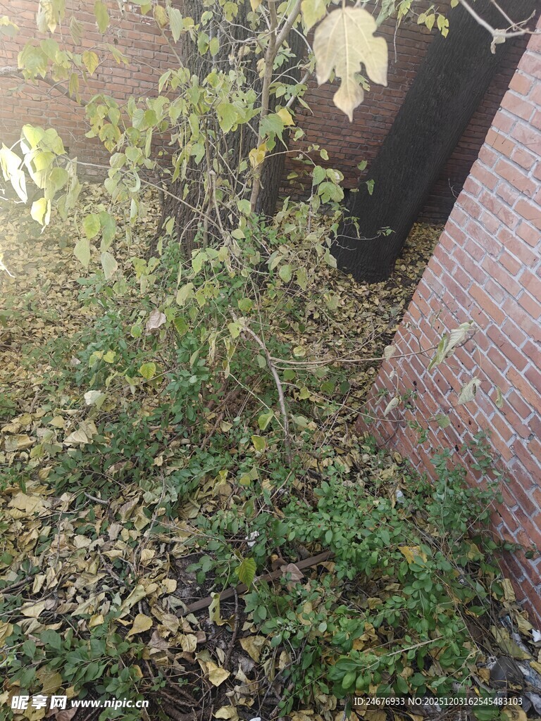 墙边绿植与落叶景象