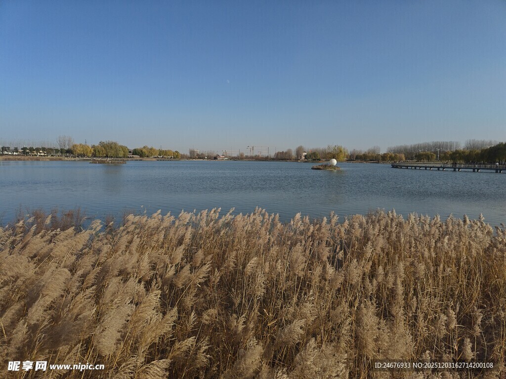 湖畔芦苇荡