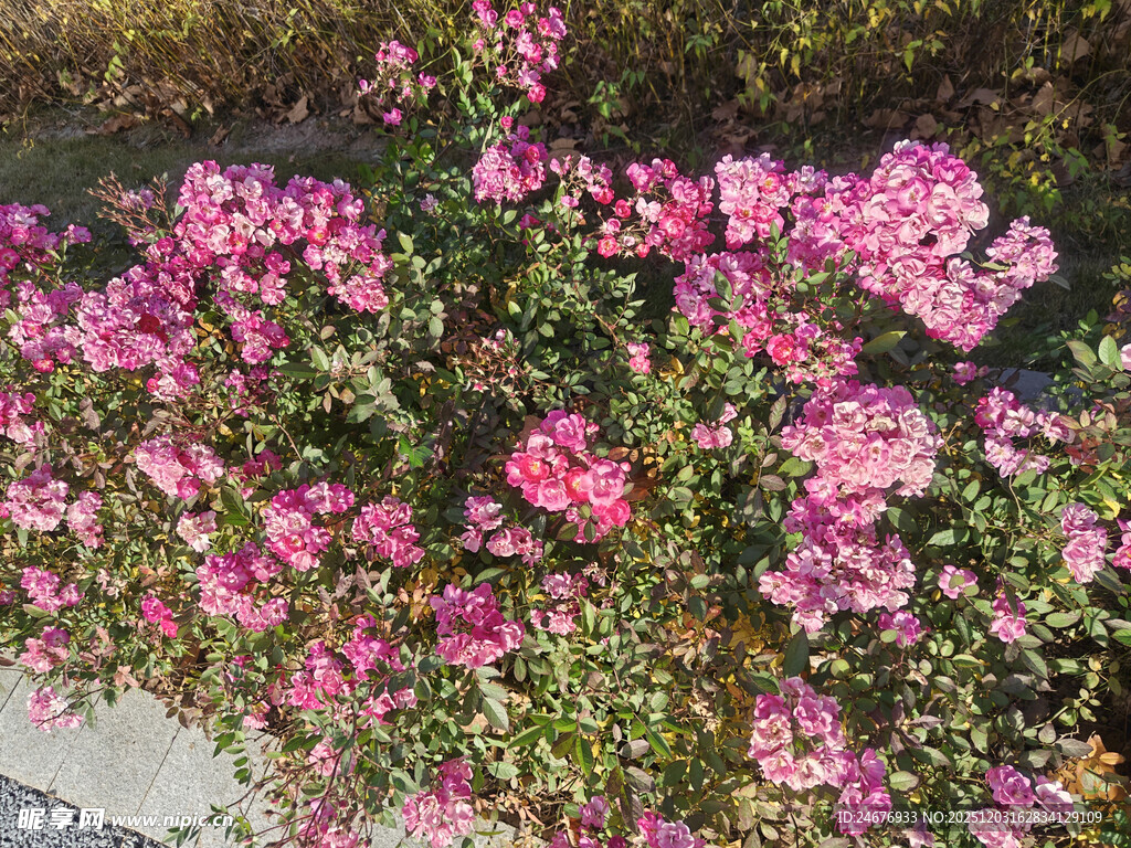 绽放的粉色繁花