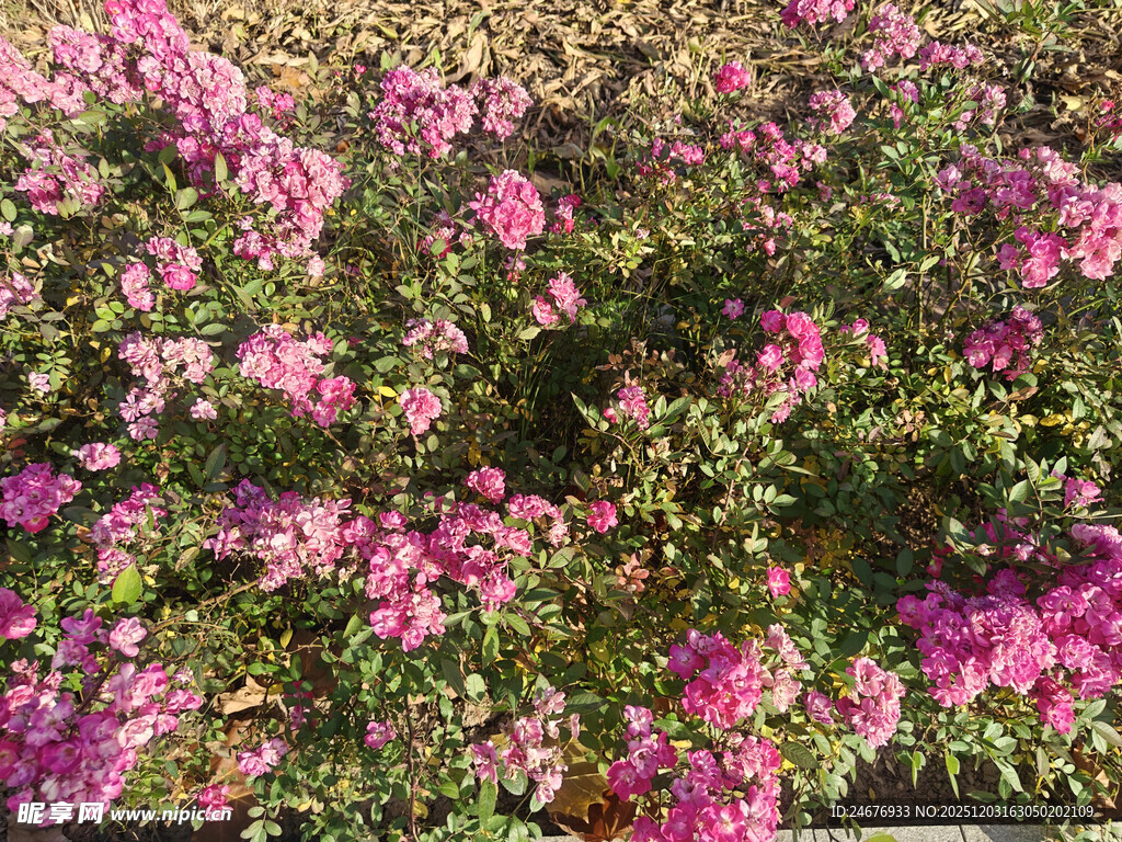 盛放的粉色花卉景观