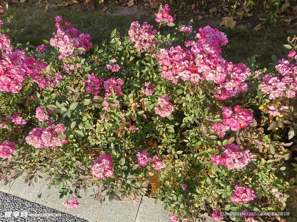 路边绽放的粉色美丽花卉