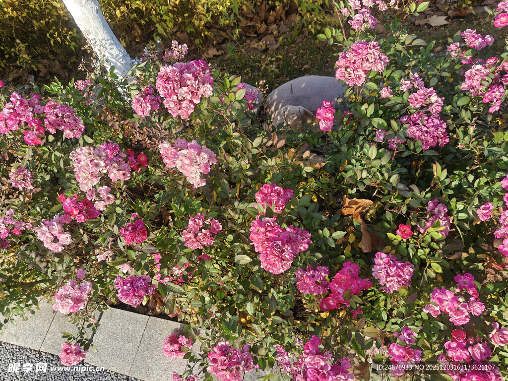 粉色花丛绽放美丽瞬间