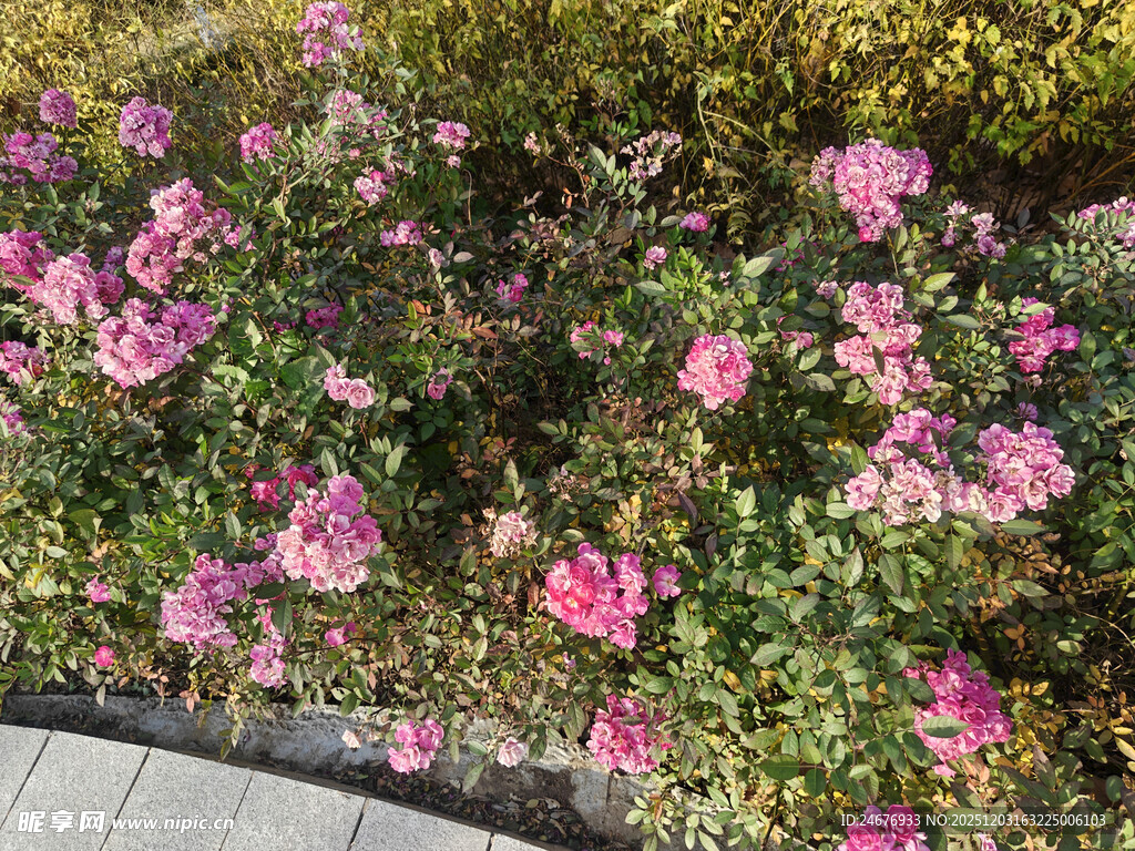 娇艳粉色花丛景观