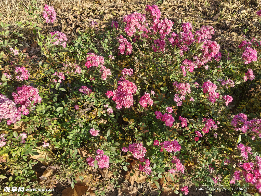 盛开的粉色花丛