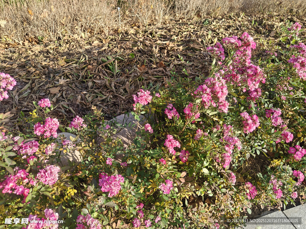 粉色花卉绽放于草地