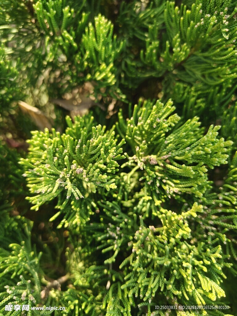 翠绿繁茂的松柏枝叶