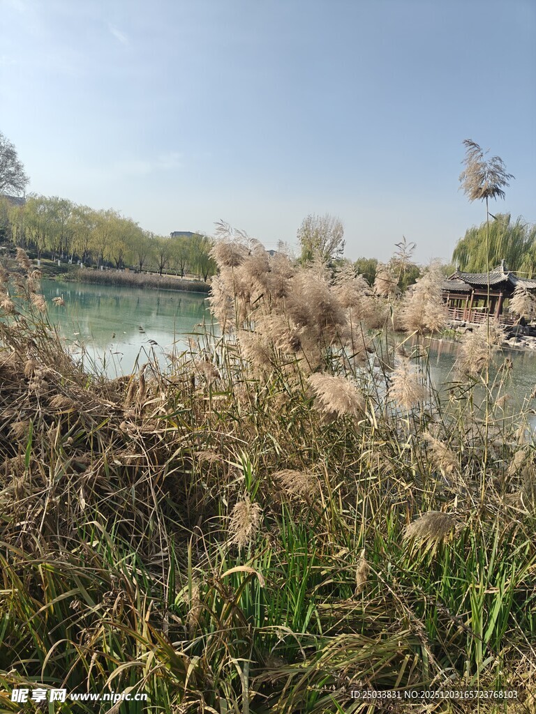 河畔芦苇景