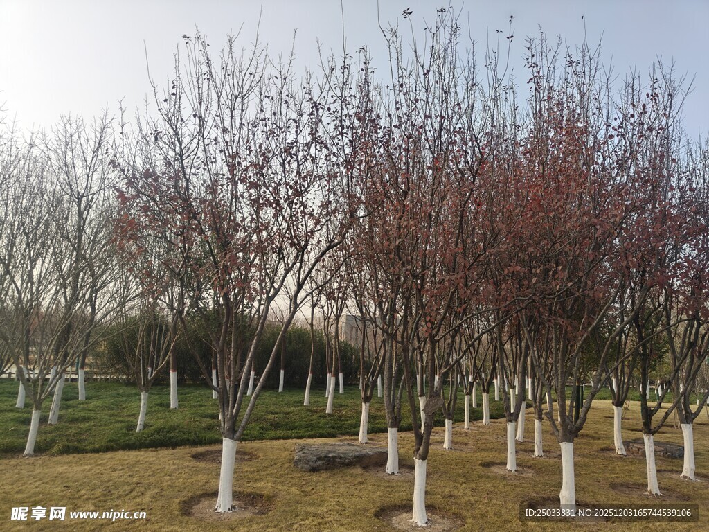 园林中排列整齐的红叶树木