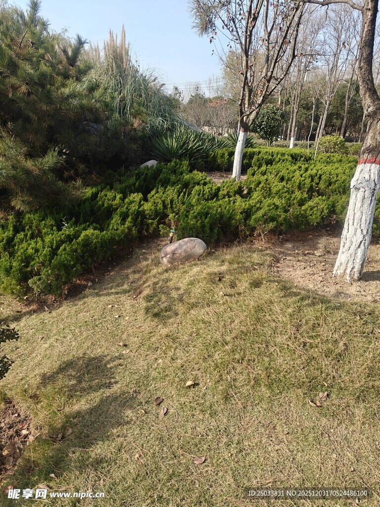 户外草地绿植景观