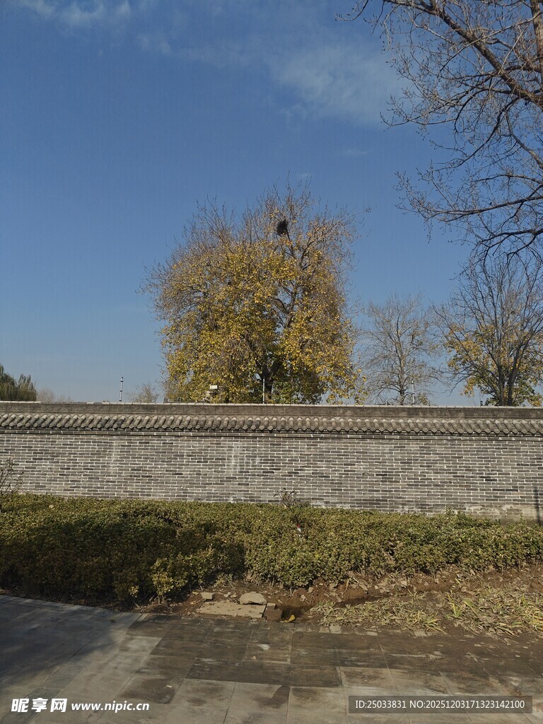 秋日墙边树木景致