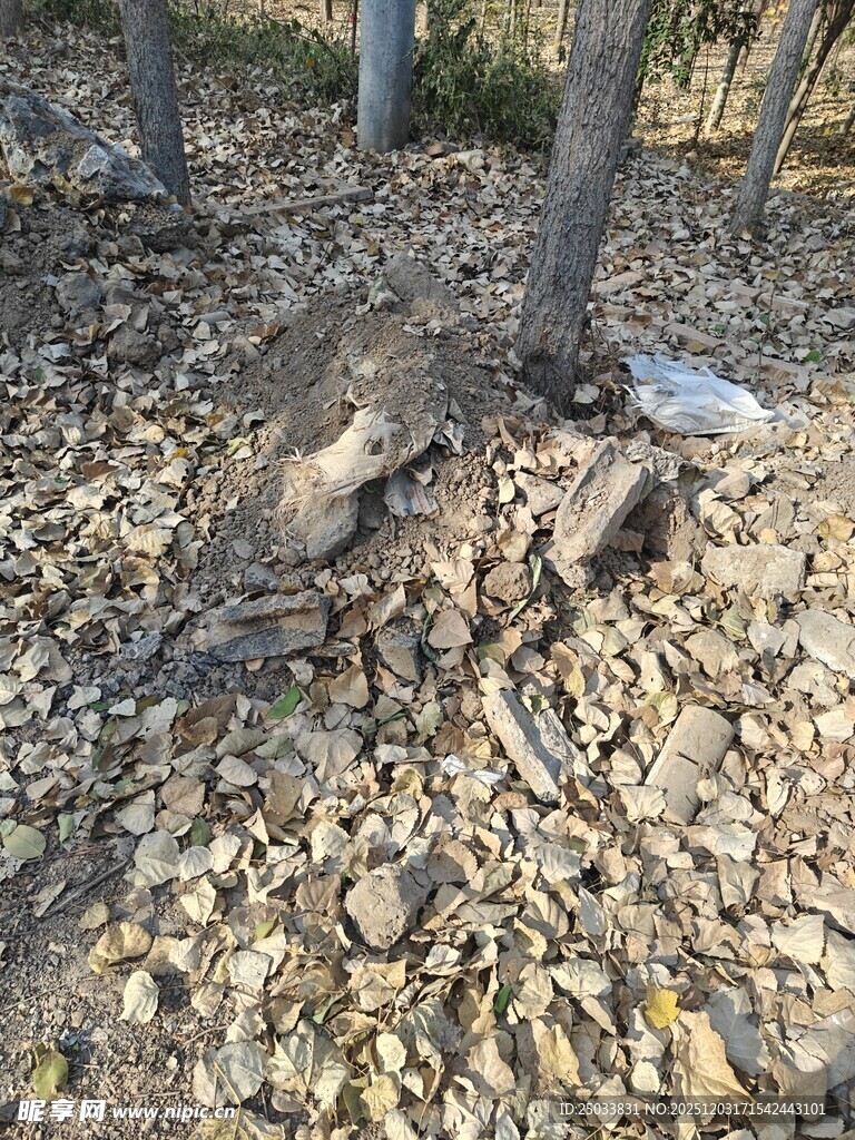 树下落叶与龟裂土地