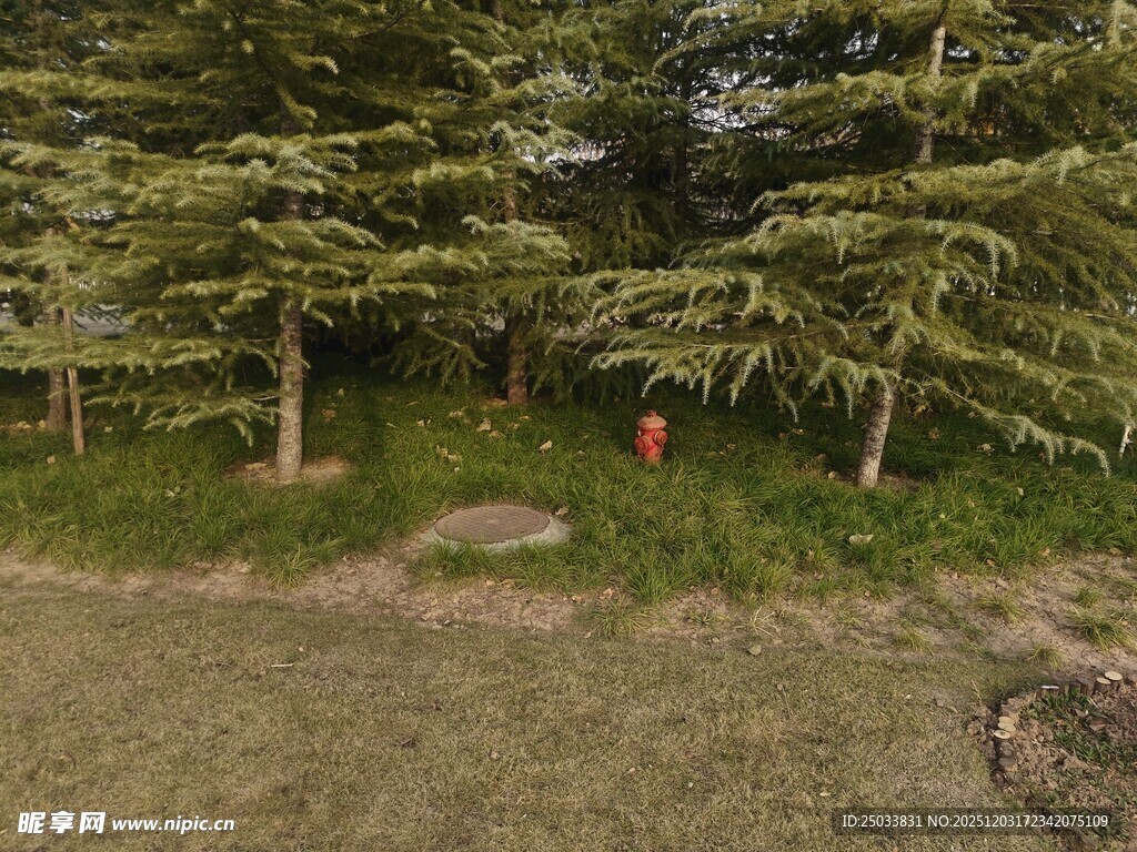 森林中的红衣身影