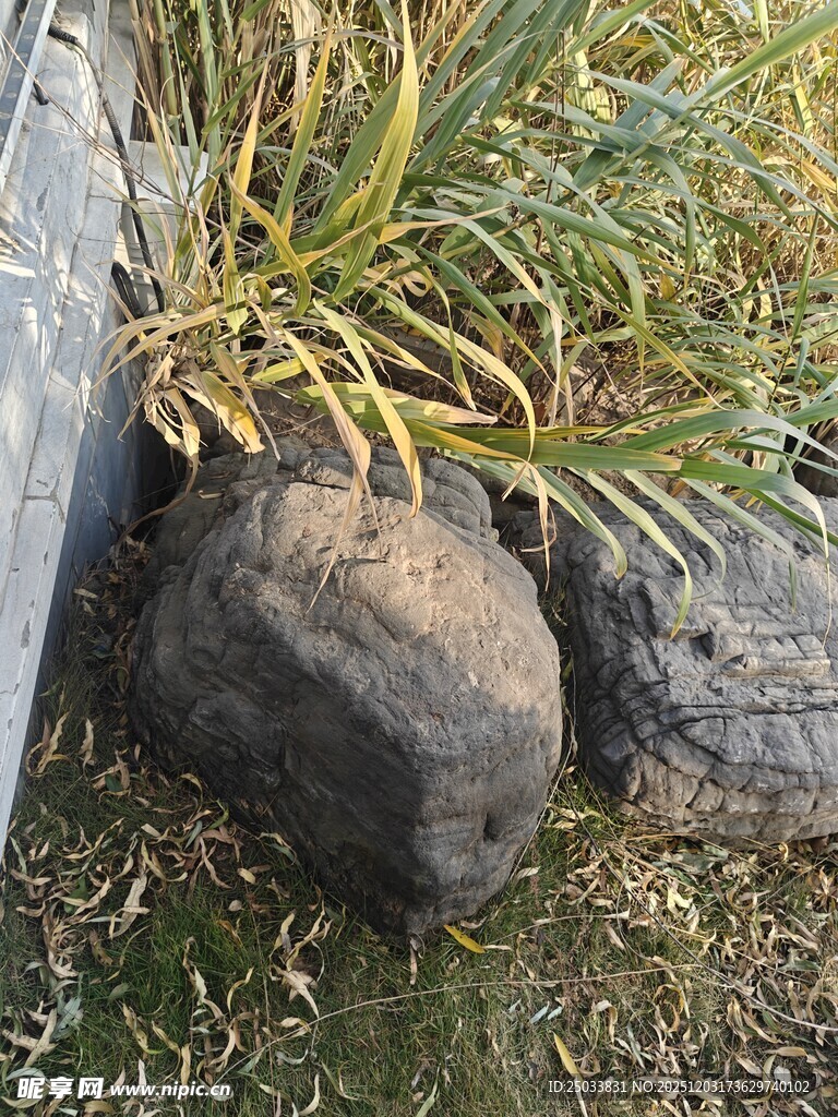 岩石旁的绿植景观