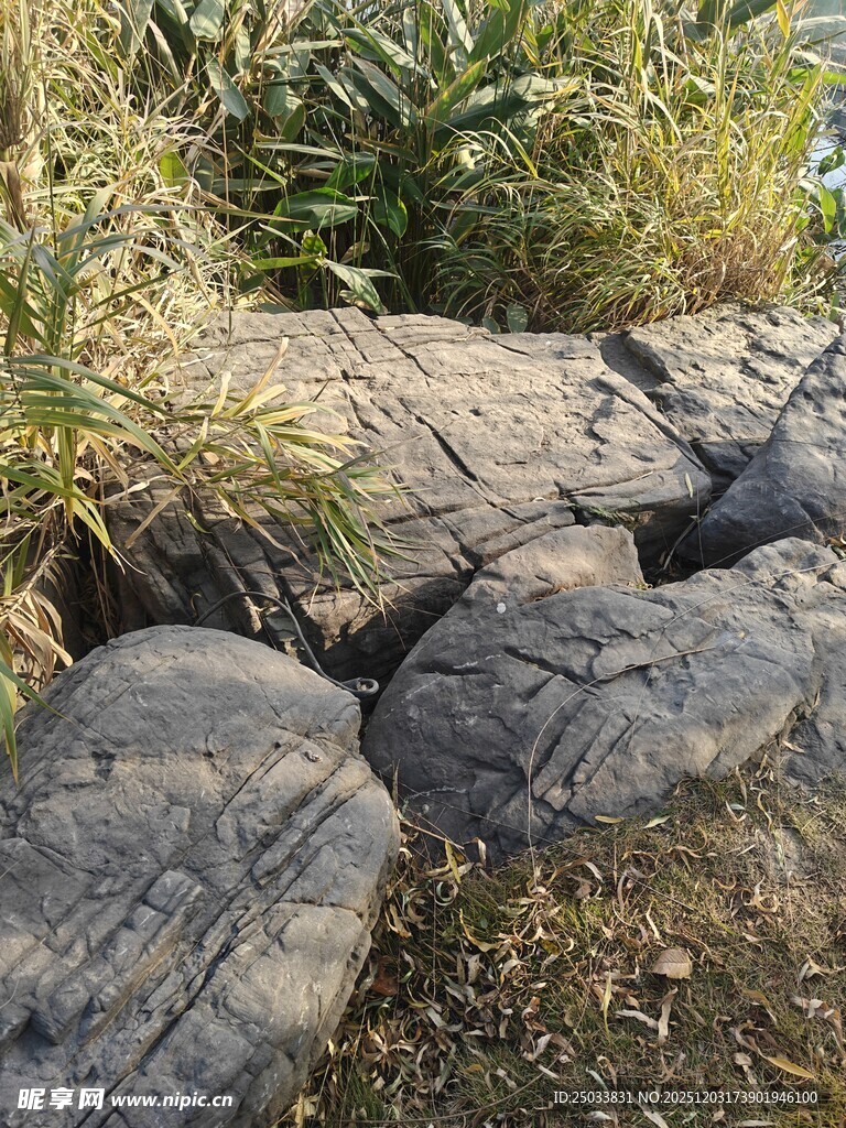 岸边岩石与丛生植物