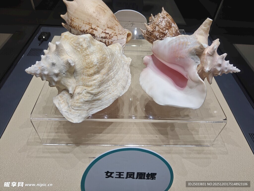 精美海螺展示