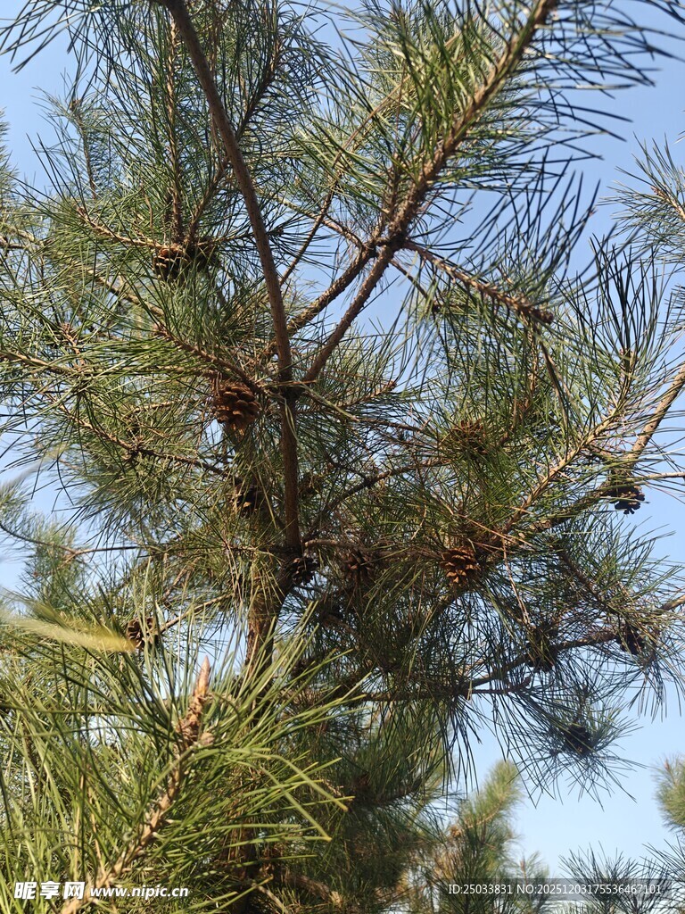 松树树枝与松果特写