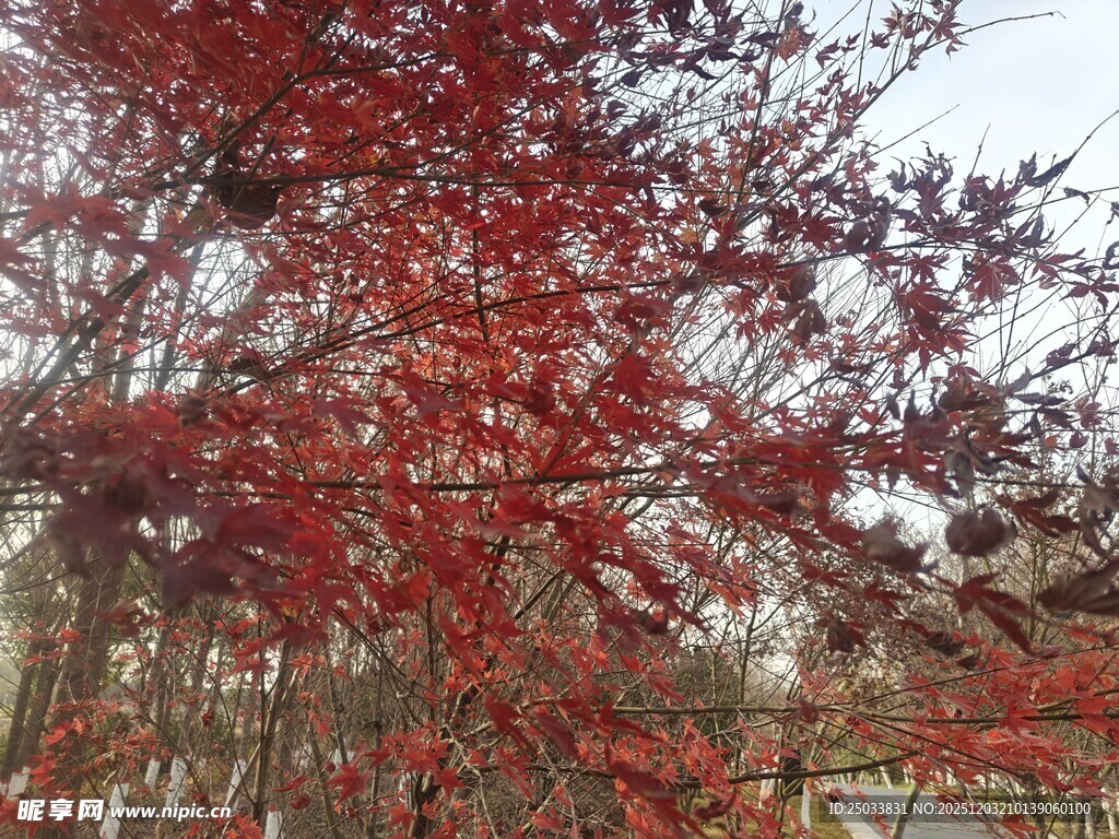 红果满枝的艳丽植物景观