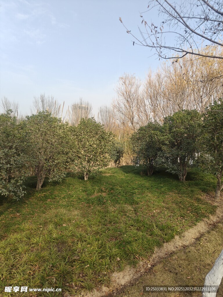 春日郊野绿意盎然景象