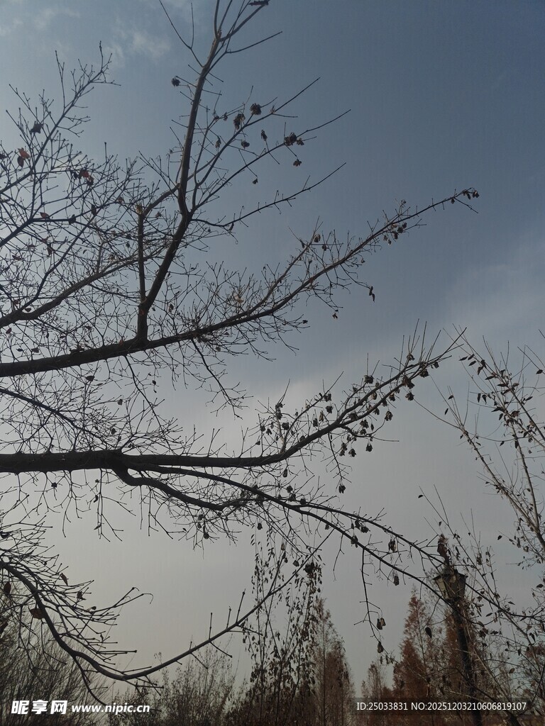 冬日树枝与朦胧天空