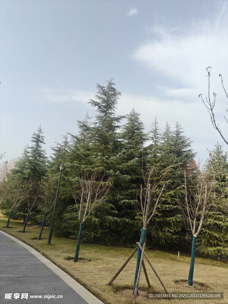 道路旁整齐排列的树木