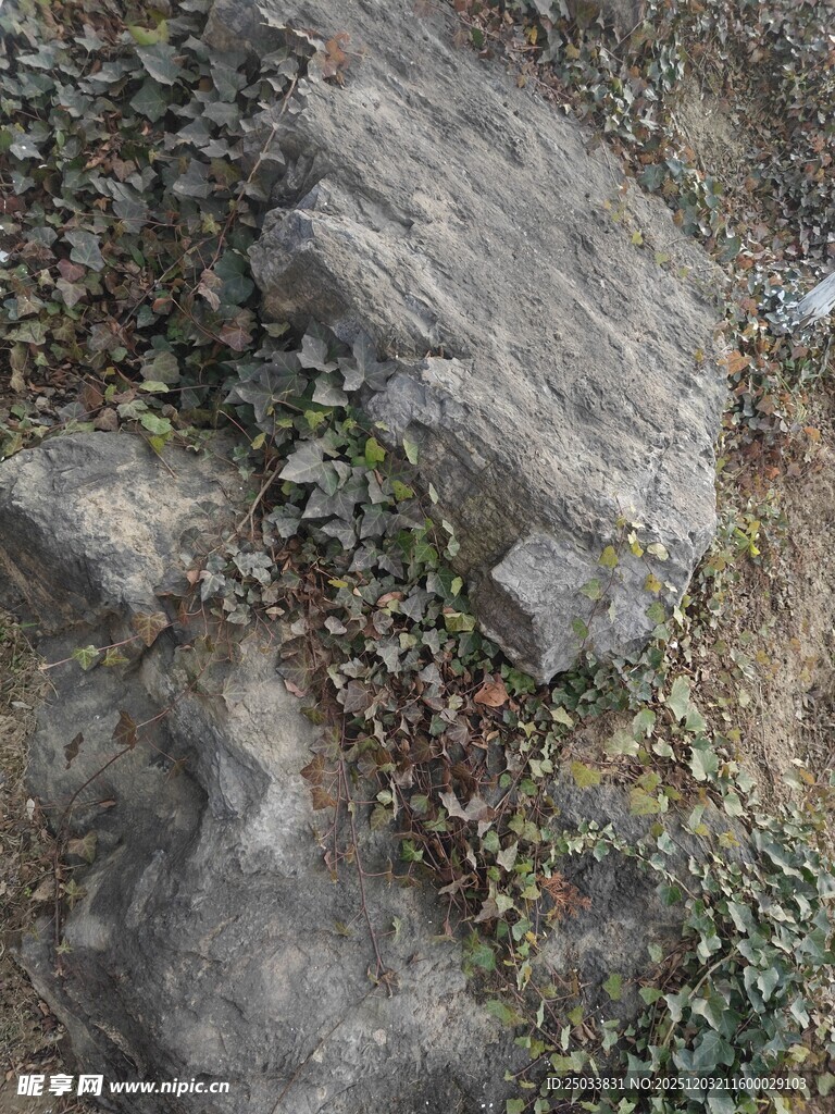 岩石上的绿色植物景观